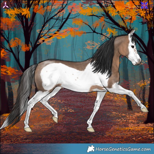 Horse Color:Brown Dun Splash Frame Rabicano 