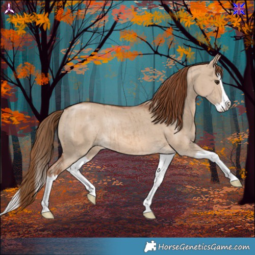 Horse Color:Red Dun Splash Rabicano Brindle 