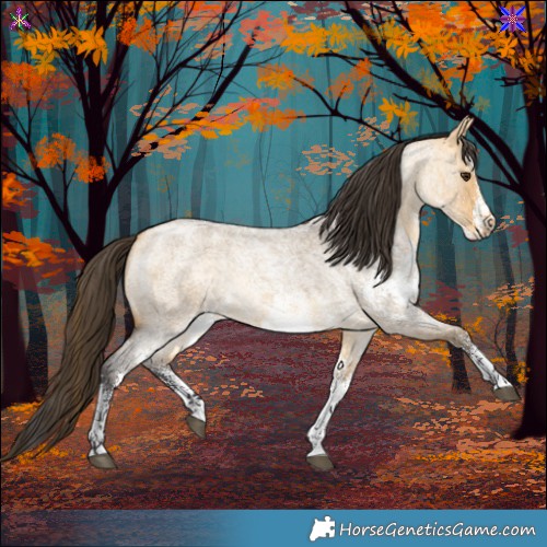 Horse Color:White Spotted Buckskin Roan Dun 