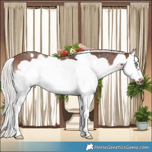 Horse Color:Silver Bay Splash Frame 