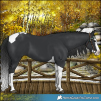 Horse Color:Black Splash Tobiano