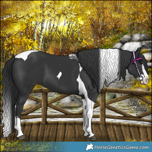 Horse Color:Black Splash Tobiano 