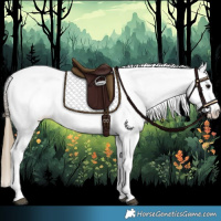 Horse Color:Smoky Grullo Appaloosa