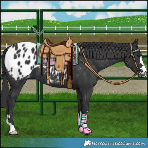 Horse Color:Black Appaloosa