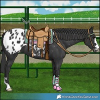 Horse Color:Black Appaloosa 