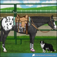 Horse Color:Black Blanket 