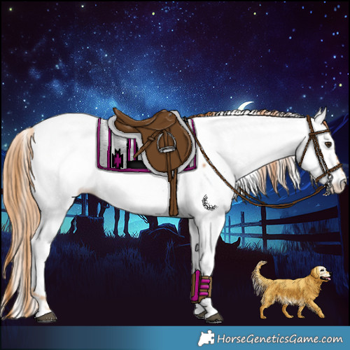 Horse Color:Chestnut Appaloosa