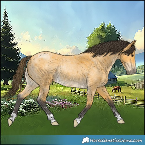 Horse Color:Buckskin Roan Rabicano 