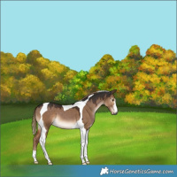 Horse Color:Gray Liver Red Dun Tobiano 