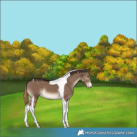 Horse Color:Liver Red Dun Tobiano 