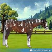 Horse Color:Powder White White Spotted Liver Chestnut Splash 