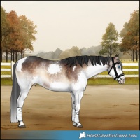 Horse Color:Brown Onyx Splash Tobiano 