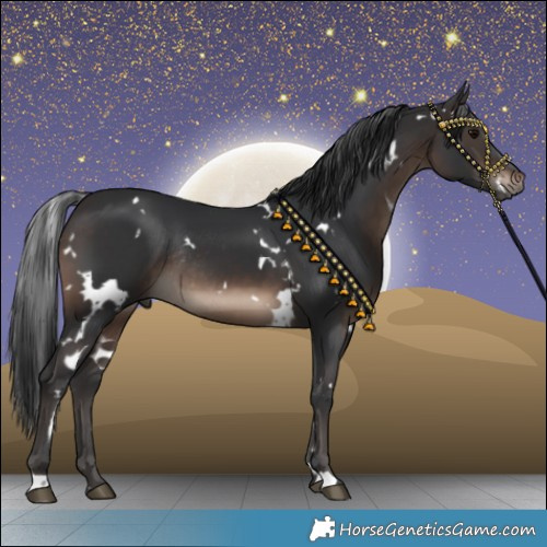 Horse Color:White Spotted Brown Rabicano 