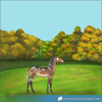 Horse Color:White Spotted Silver Buckskin Rabicano