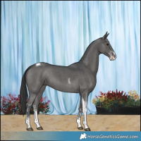 Horse Color:Black Sabino Tobiano 