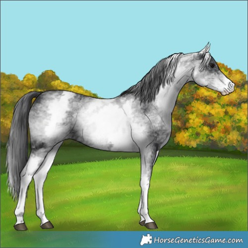 Horse Color:White Spotted Black