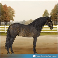 Horse Color:Buckskin 