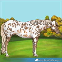 Horse Color:Chocolate Palomino Near Leopard 
