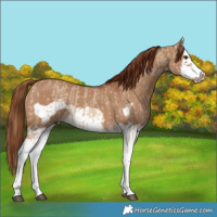 Horse Color:Red Dun Splash  and Red Dun Splash Frame 