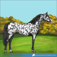 Horse Color:Black Splash Near Leopard 