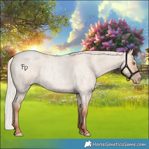 Horse Color:Silver Amber Champagne Roan Dun 