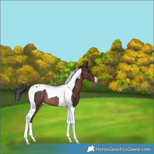Horse Color:Brown Tobiano Varnish Rabicano 