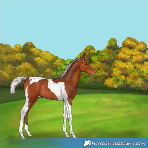 Horse Color:Silver Bay Tobiano Appaloosa Rabicano 