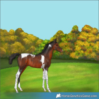 Horse Color:Brown Tobiano Varnish Rabicano
