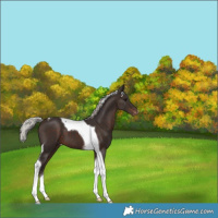 Horse Color:Silver Brown Tobiano Varnish 