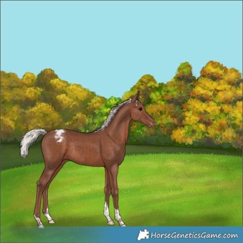 Horse Color:Silver Black Tobiano Appaloosa Rabicano 