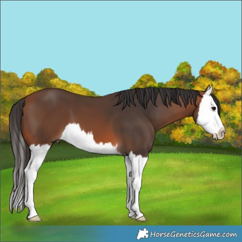 Horse Color:Bay Splash 