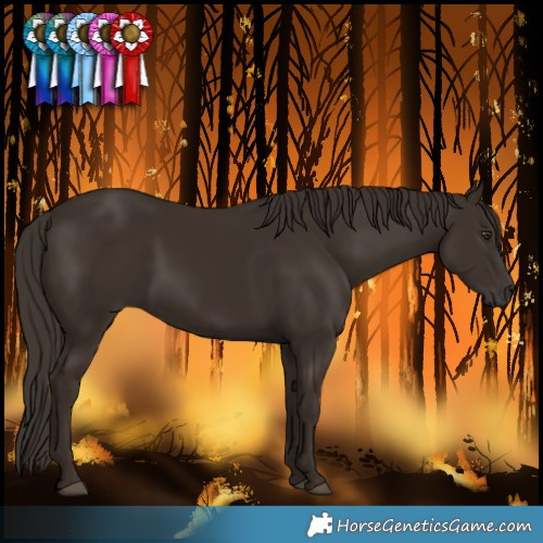 Horse Color:Liver Chestnut 
