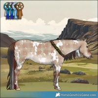 Horse Color:Plaid  White Spotted Liver Red Dun 