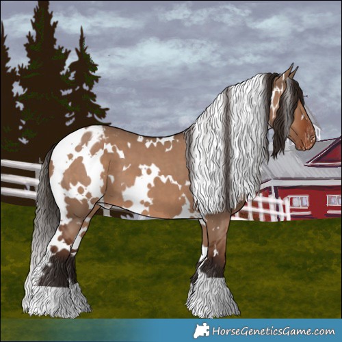 Horse Color:White Spotted Liver Red Dun Appaloosa 