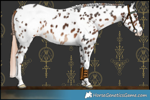 Horse Color:White Spotted Liver Chestnut Leopard 