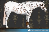 Horse Color:White Spotted Liver Chestnut Leopard 