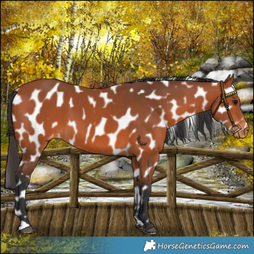 Horse Color:Bay Appaloosa 