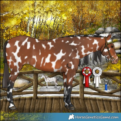 Horse Color:Bay Leopard 