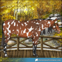 Horse Color:Bay Appaloosa