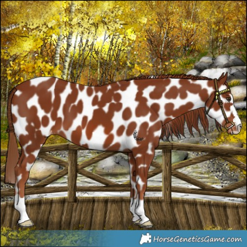 Horse Color:Chestnut Appaloosa