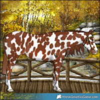 Horse Color:Chestnut Appaloosa