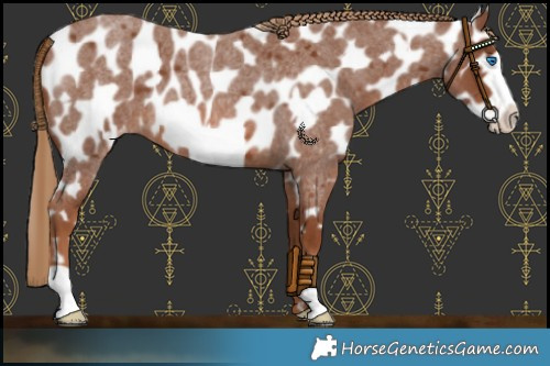 Horse Color:Red Roan Frame Appaloosa 