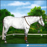Horse Color:Gray Liver Red Roan Frame Near Leopard