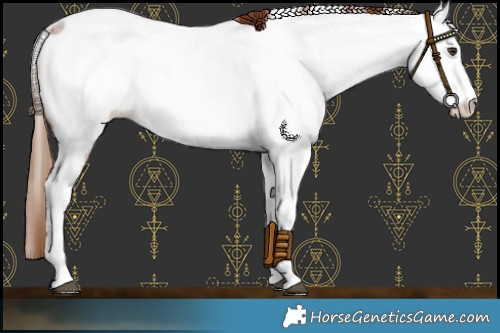 Horse Color:Red Roan Appaloosa 