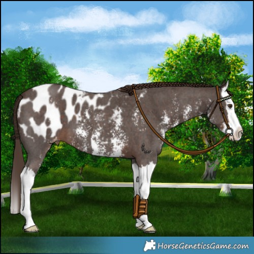Horse Color:Liver Chestnut Sabino Splash Appaloosa 