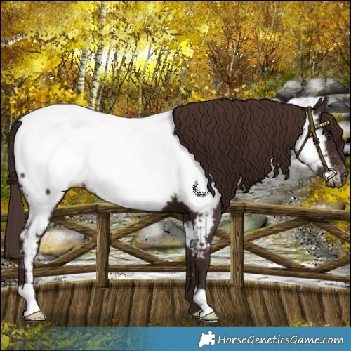 Horse Color:Liver Chestnut Appaloosa 