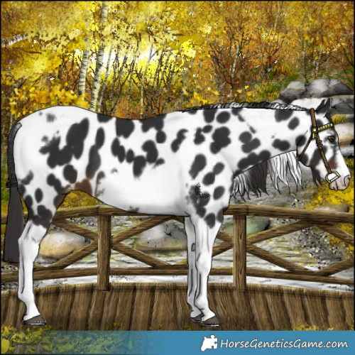 Horse Color:Liver Chestnut Tobiano Frame Appaloosa