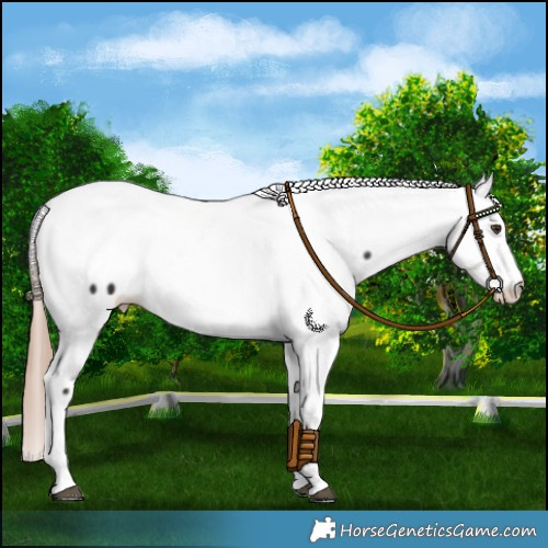 Horse Color:Liver Chestnut Frame Fewspot 