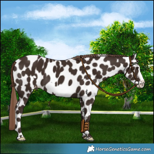 Horse Color:Liver Chestnut Frame Appaloosa