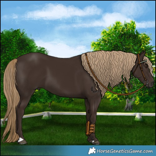Horse Color:Liver Chestnut 